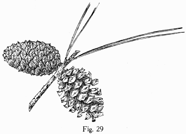 Fig. 29