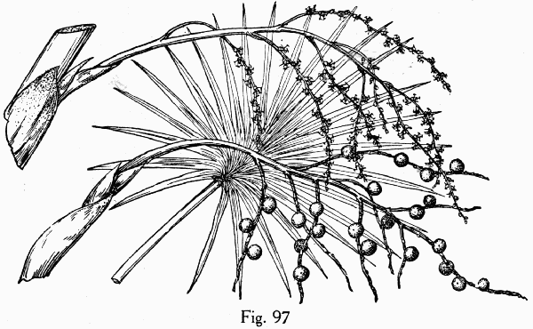 Fig. 97