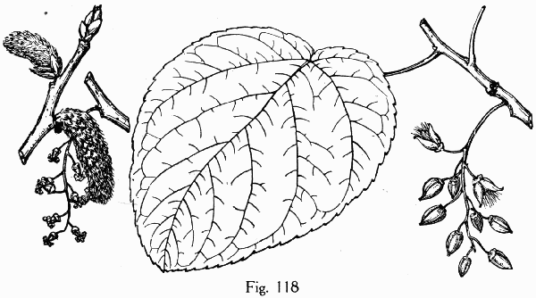 Fig. 118