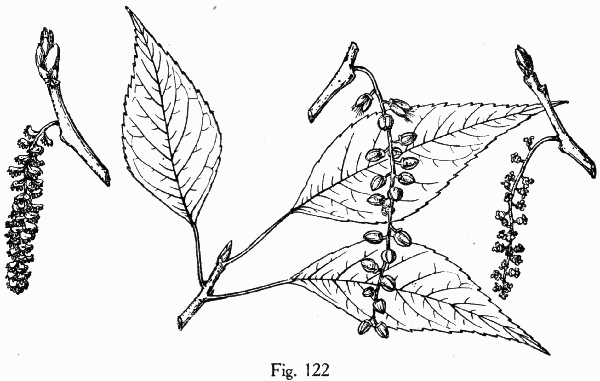 Fig. 122