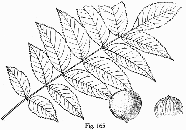 Fig. 165