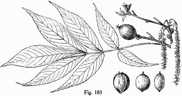 Fig. 183