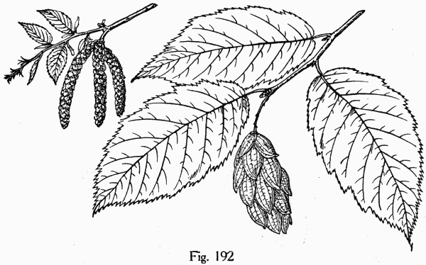 Fig. 192