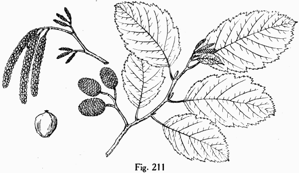 Fig. 211