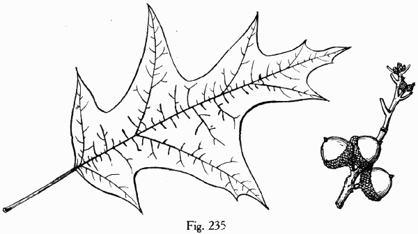 Fig. 235