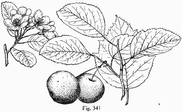 Fig. 341