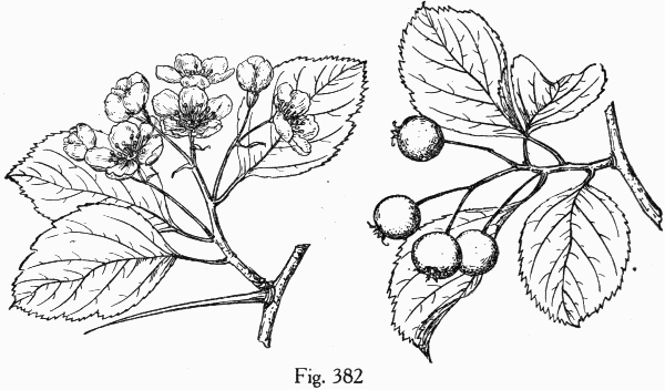 Fig. 382