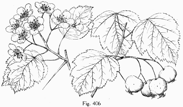 Fig. 406