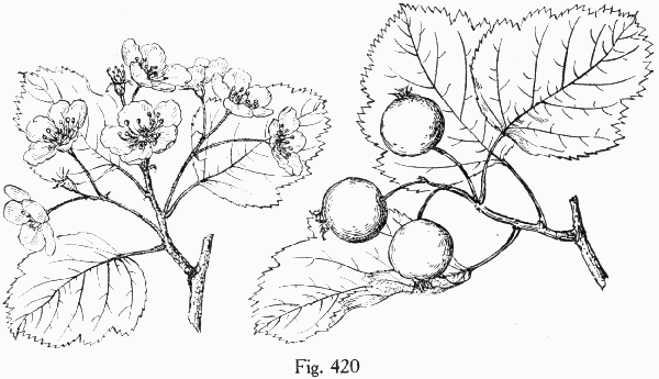 Fig. 420