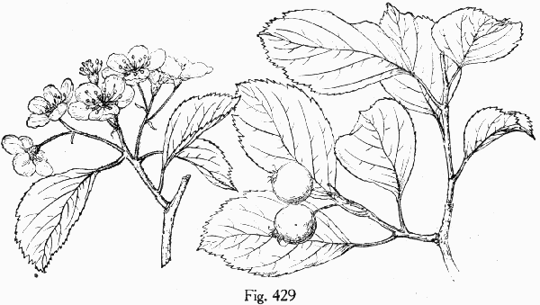 Fig. 429