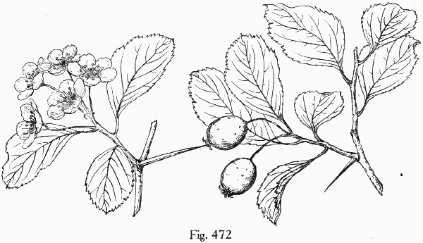 Fig. 472