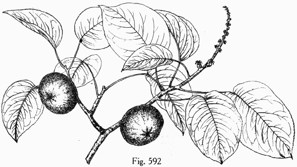 Fig. 592