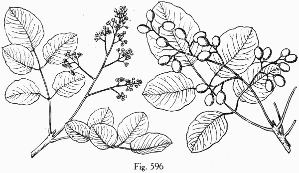 Fig. 596