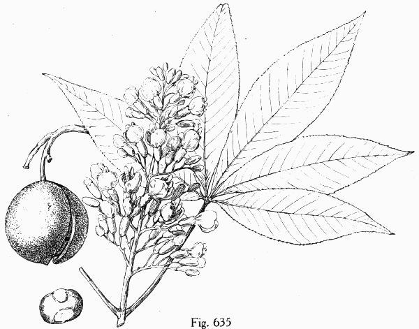 Fig. 635