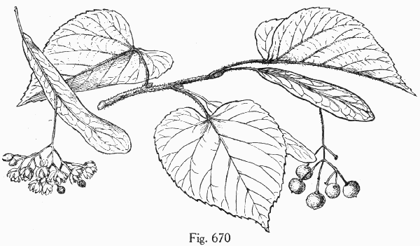 Fig. 670