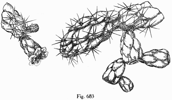 Fig. 683