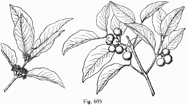 Fig. 693