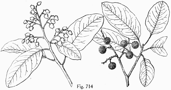 Fig. 714